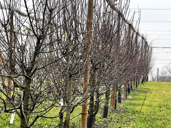 Filare di peschi in inverno