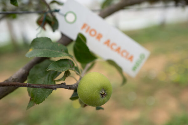 Melo Fior d'Acacia
