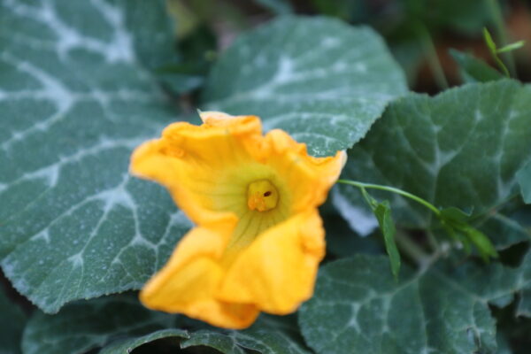 Fiore di zucca Violina