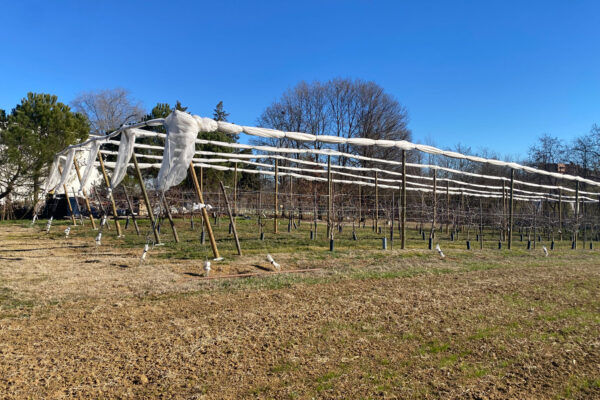 Giardino dei frutti dimenticati in inverno