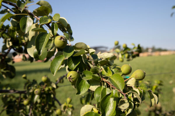 Fruttificazione pero Nigrò