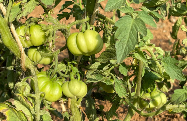 Pomodoro Ladino di Panocchia