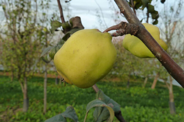 Mela Limone matura