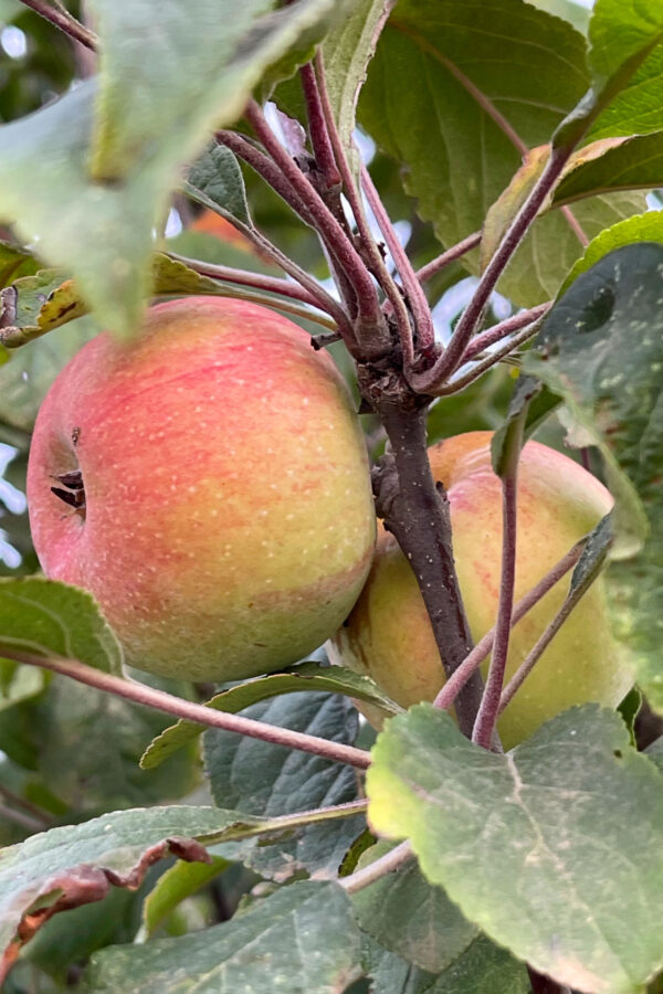 Antica varietà mela Volpen