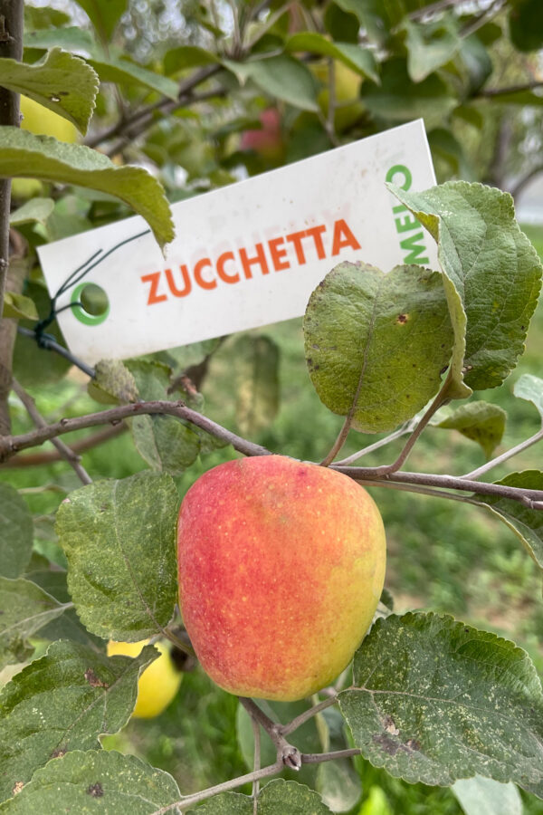 Antica varietà di mela Zucchetta