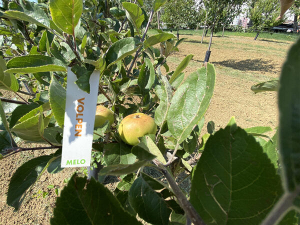 Pianta mele Volpen con frutti maturi