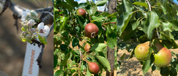 Fioritura, legatura, fruttificazione del pero Sbordaciò