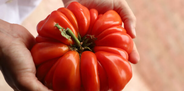 Pomodoro Riccio Ziveri Gigante