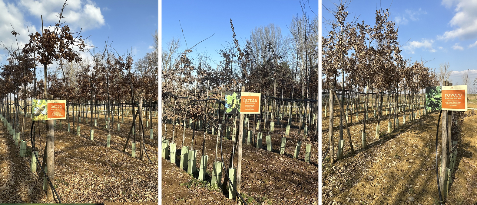 querce-farnia-cerro-rovere | Centrale della frutta