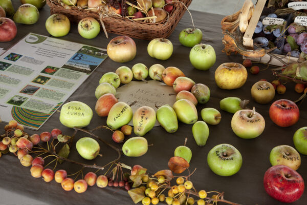 Antiche varietà di mele