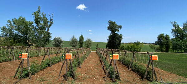 Varietà autoctone di pomodoro: Lampadina Gialla, Ladino, Cuore di Bue Dadomo e Riccio Giallo