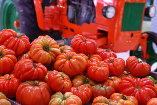 Vendita di pomodoro Riccio fresco negozio Centrale della Frutta