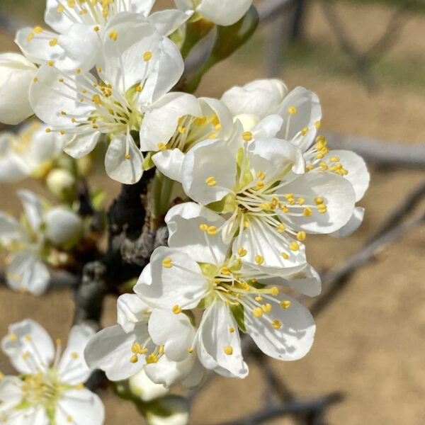 Fiore susino varietà Prugna Cuore