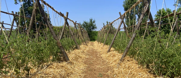 Filari di Riccio legati alla genovese