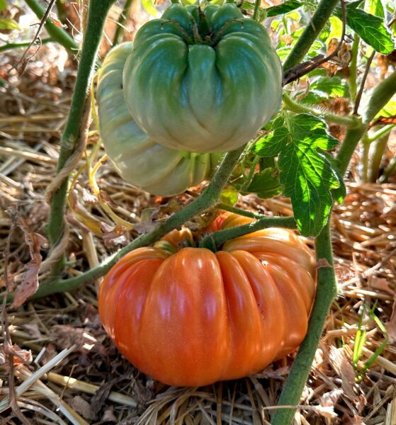 Pomodoro Riccio in maturazione