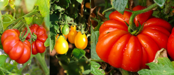 Pomodori Ladino di Panocchia, Lampadina Gialla e Riccio di Parma