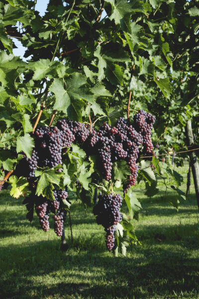 Antico vitigno Termarina Rossa