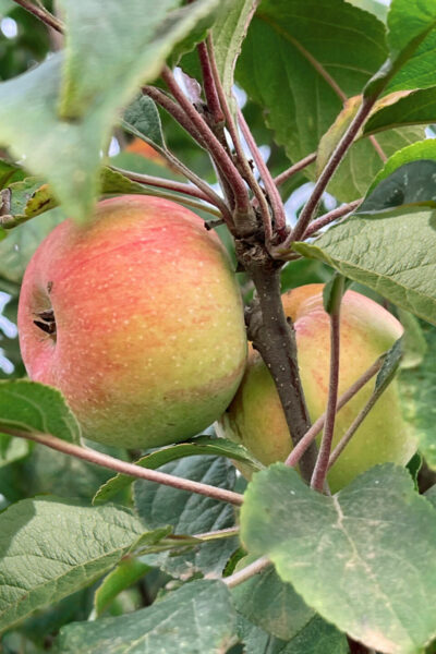 Antica varietà mela Volpen