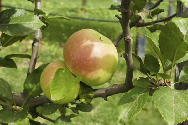 Melo Decio antica varietà