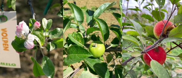 Fioritura, crescita e maturazione del melo varietà Volpen