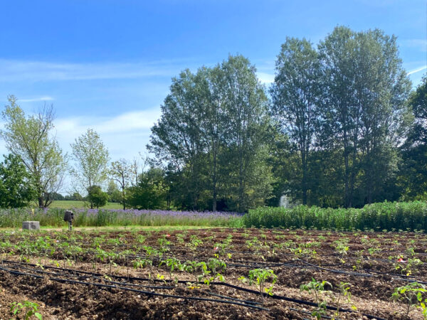 Campo di piantine di pomodoro Riccio di Parma