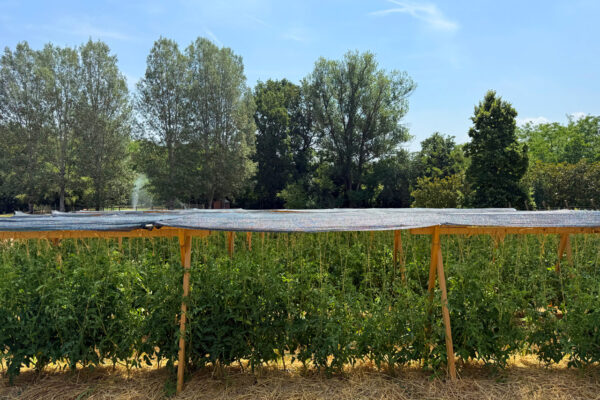 Filari di Pomodoro Riccio e parco nella sede Centrale della Frutta