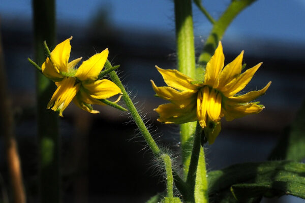 Fiori gialli a stella del Pomodoro Riccio di Parma