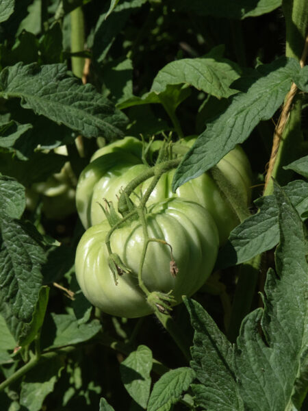 Grappolo di pomodoro Riccio di Parma acerbo
