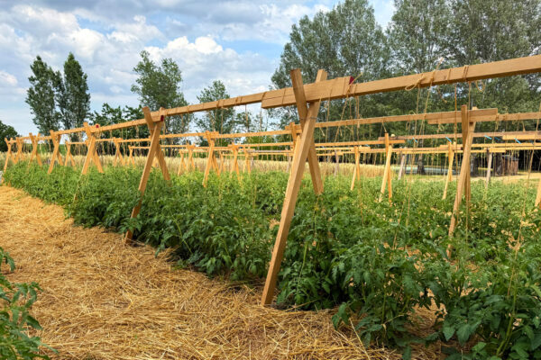 campo di pomodoro Riccio di Parma a Traversetolo