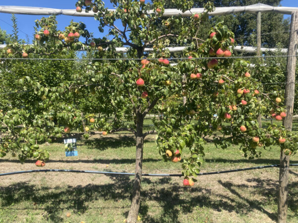 Pianta di pero Bianchett carica di frutti